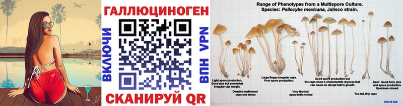 Купить Куровское Галлюциногенные грибы Cubensis